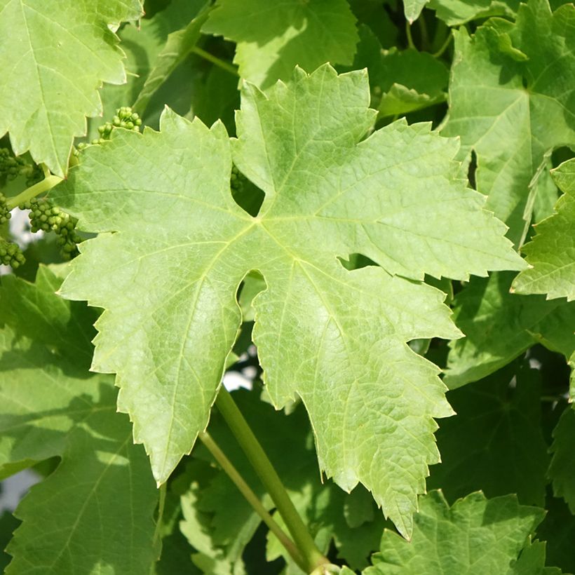 Tafeldruif Regina dei Vigneti (Blad)