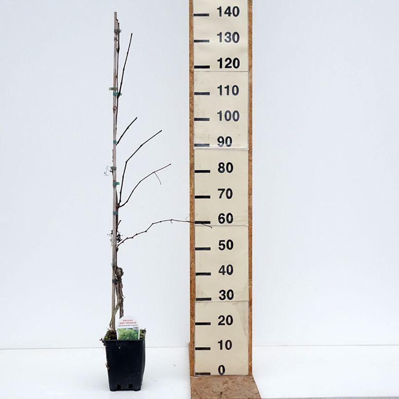 Exemplaar van Vigne de table Regina dei Vigneti - Vitis vinifera Pot van 1,5 l/2 l zoals geleverd in de winter