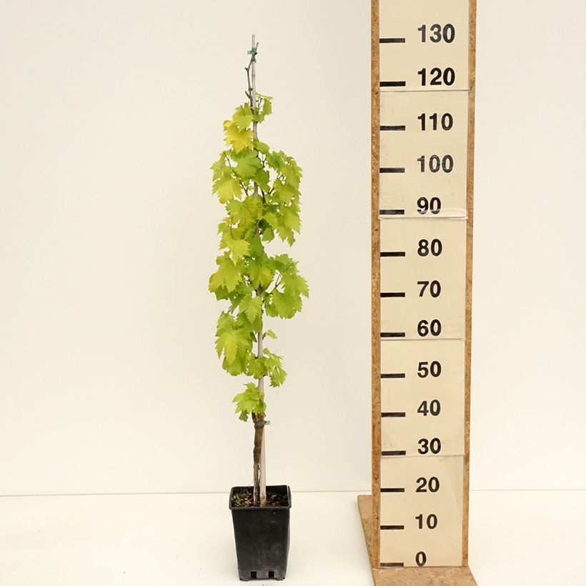 Exemplaar van Tafeldruif Regina Nera Pot van 1,5 l/2 l zoals geleverd in de lente