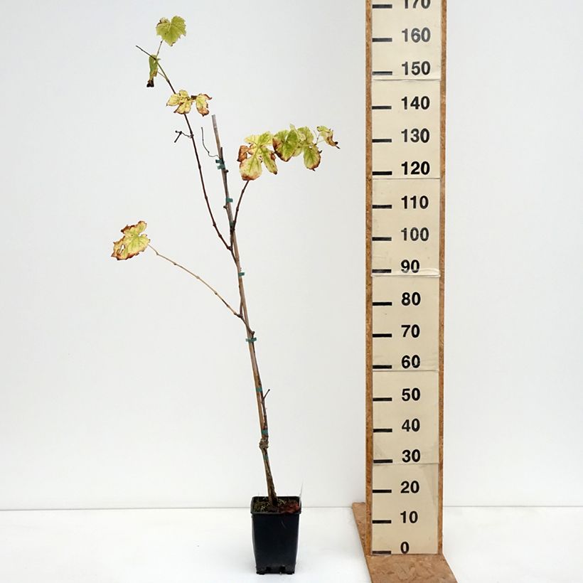 Exemplaar van Tafeldruif Topazia Pot van 3 l/4 l zoals geleverd in de herfst