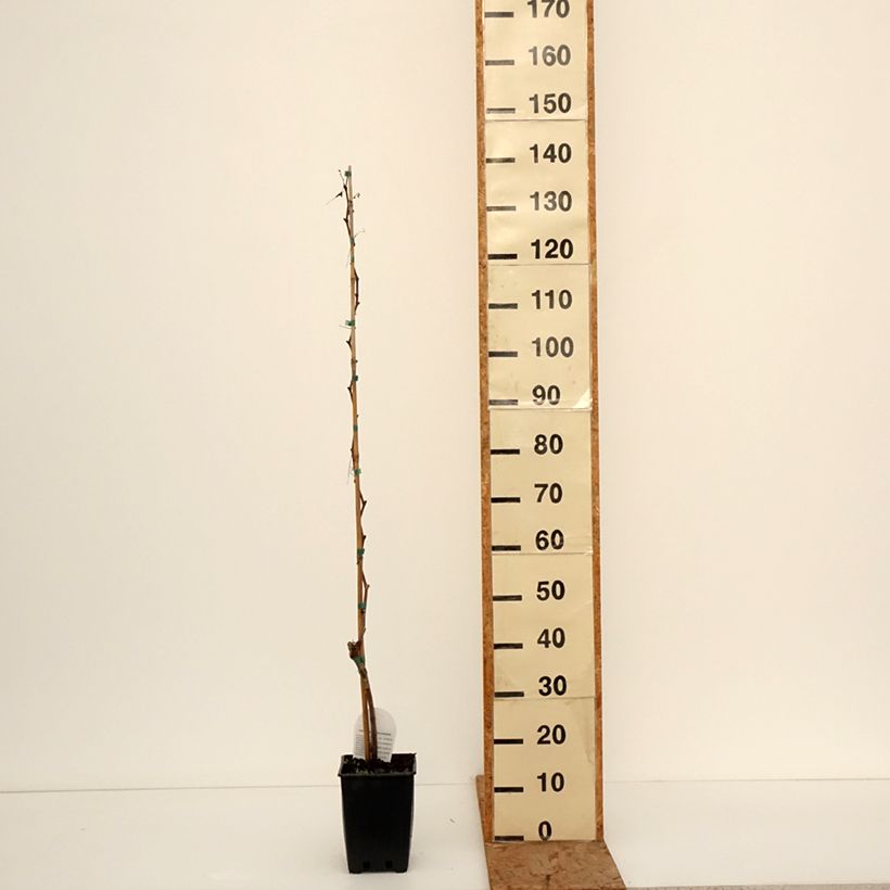 Exemplaar van Tafeldruif Topazia Pot van 3 l/4 l zoals geleverd in de winter