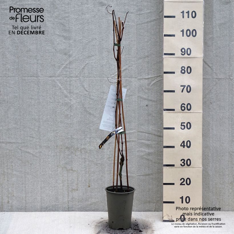 Exemplaar van Tafeldruif Vanessa Pot van 2 l/3 l zoals geleverd in de winter