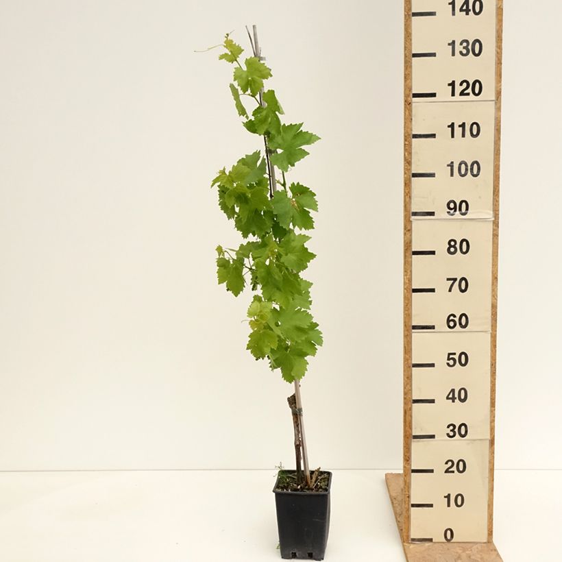 Exemplaar van Vigne de table Vittoria, Victoria - Vitis vinifera Pot van 1,5 l/2 l zoals geleverd in de lente