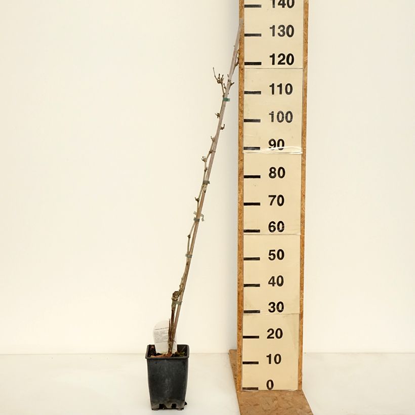 Exemplaar van Vitis Delizia di Vaprio - Wijnstok Pot van 3 l/4 l zoals geleverd in de herfst