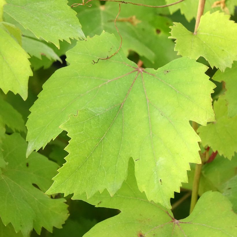 Druif Dolcetto (Blad)