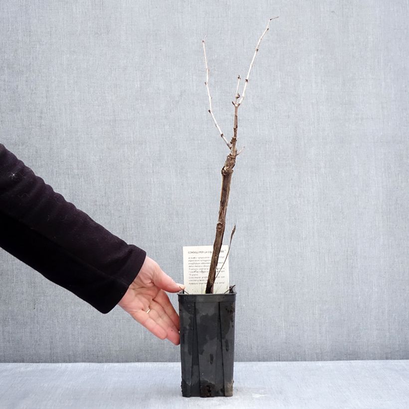 Exemplaar van Vigne Dolcetto - Vitis vinifera Pot van 1,5 l/2 l zoals geleverd in de winter