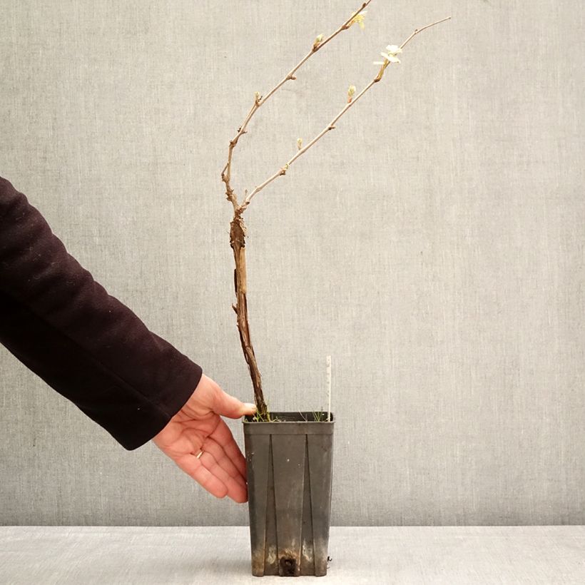 Exemplaar van Druif Dolcetto Pot van 1,5 l/2 l zoals geleverd in de lente