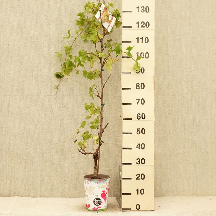 Exemplaar van Druif Evita Pot van 4 l/5 l zoals geleverd in de zomer