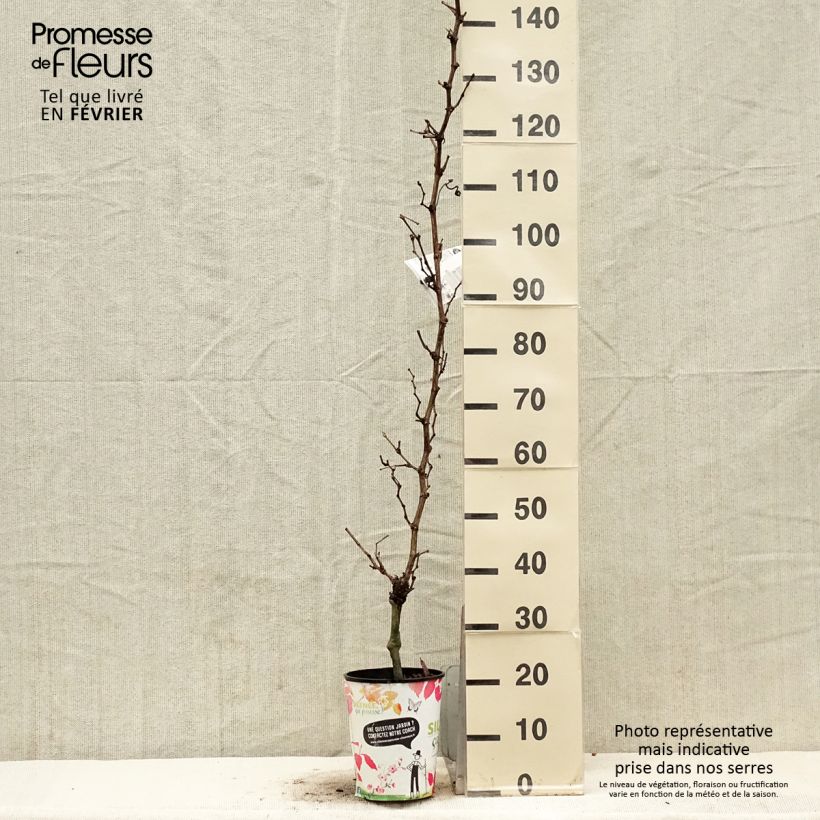 Exemplaar van Druif Evita Pot van 4 l/5 l zoals geleverd in de winter