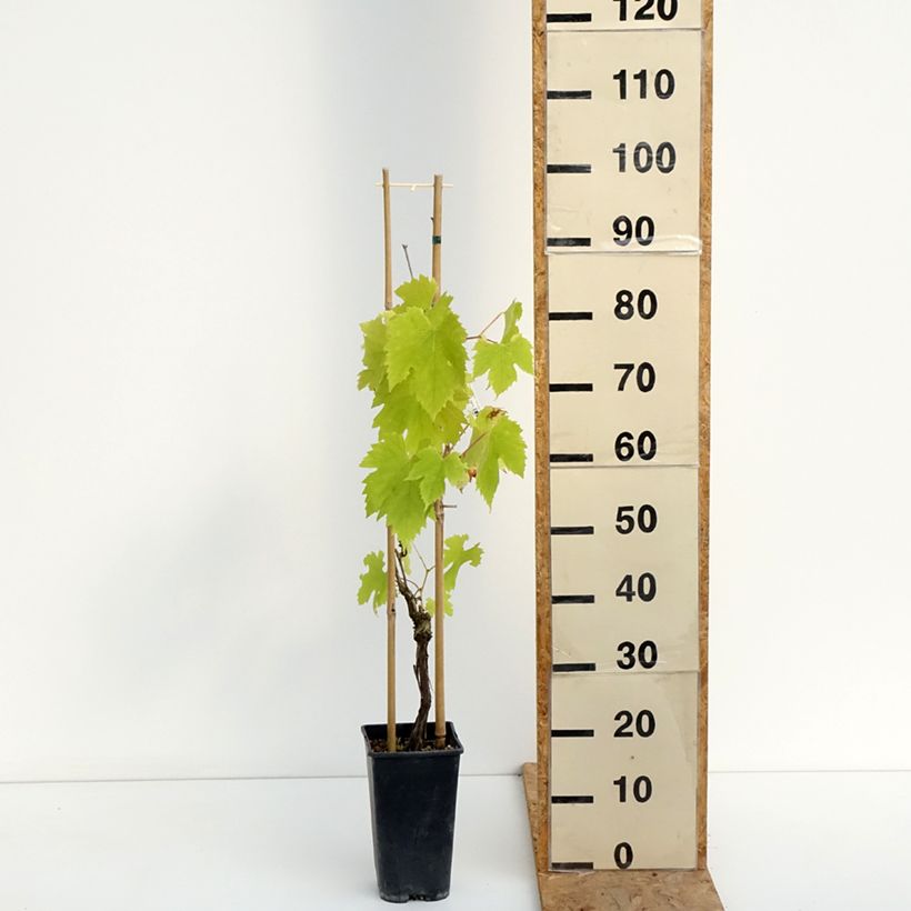 Exemplaar van Druif Exalta Pot van 2 l/3 l zoals geleverd in de zomer