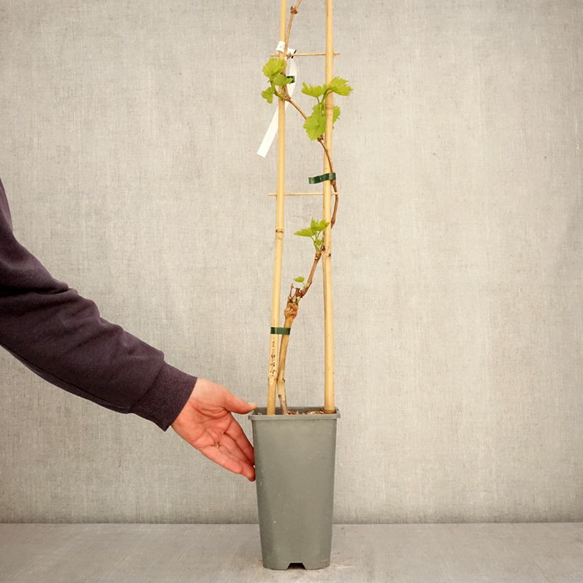 Exemplaar van Druif Exalta Pot van 2 l/3 l zoals geleverd in de lente