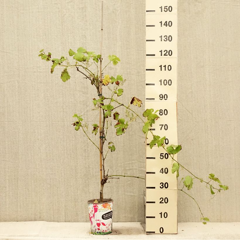 Exemplaar van Druif Fanny Pot van 4 l/5 l zoals geleverd in de zomer