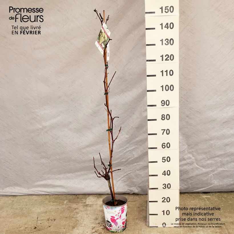 Exemplaar van Druif Fanny Pot van 4 l/5 l zoals geleverd in de winter