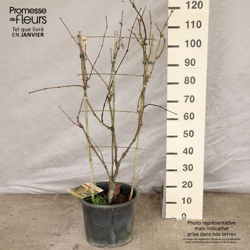 Exemplaar van Druif Fanny Pot van 12 l/15 l zoals geleverd in de winter