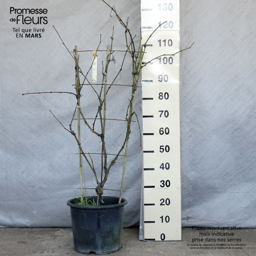 Exemplaar van Druif Fanny Pot van 12 l/15 l zoals geleverd in de lente