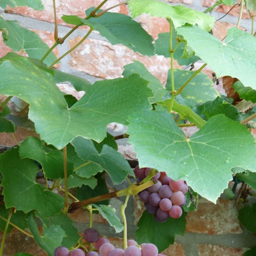 Vitis Fragola Nera - Blauwe druif (Foliage)