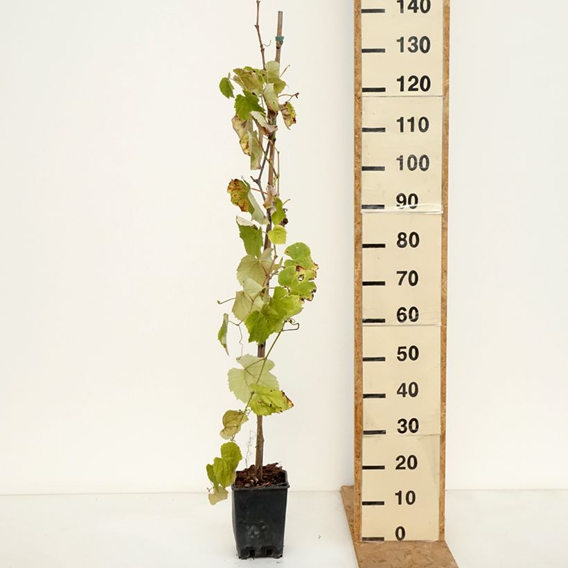 Exemplaar van Aardbeidruif Fragola Nera Pot van 1,5 l/2 l zoals geleverd in de herfst