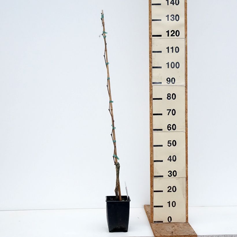 Exemplaar van Aardbeidruif Fragola Nera Pot van 1,5 l/2 l zoals geleverd in de winter