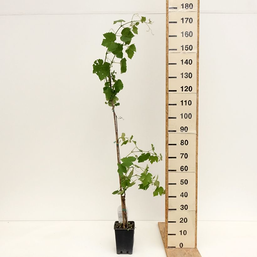 Exemplaar van Aardbeidruif Fragola Nera Pot van 1,5 l/2 l zoals geleverd in de lente