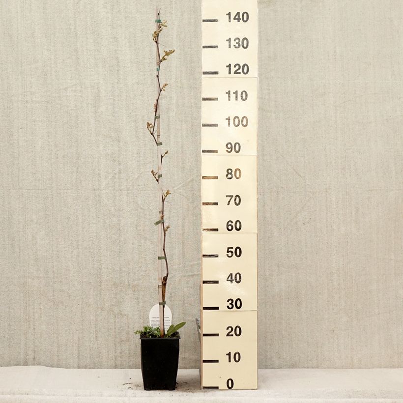 Exemplaar van Vitis Fragola Nera - Blauwe druif Pot van 4 l/5 l zoals geleverd in de lente