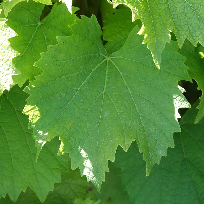 Druif Galanth (Blad)