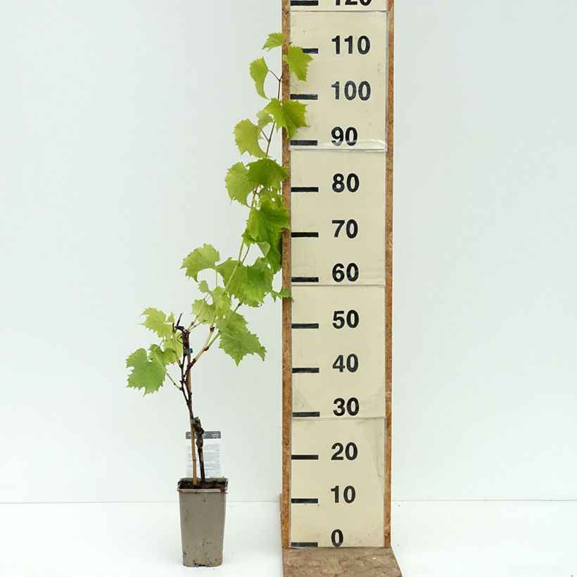 Exemplaar van Druif Galanth Pot van 1,5 l/2 l zoals geleverd in de zomer
