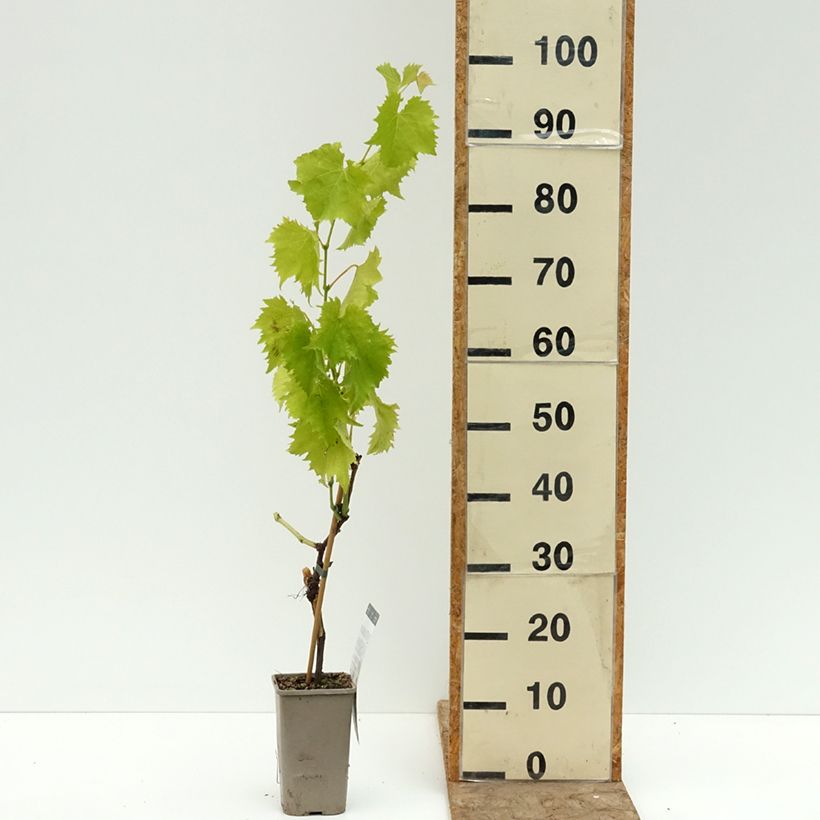 Exemplaar van Druif Garant Pot van 1,5 l/2 l zoals geleverd in de zomer