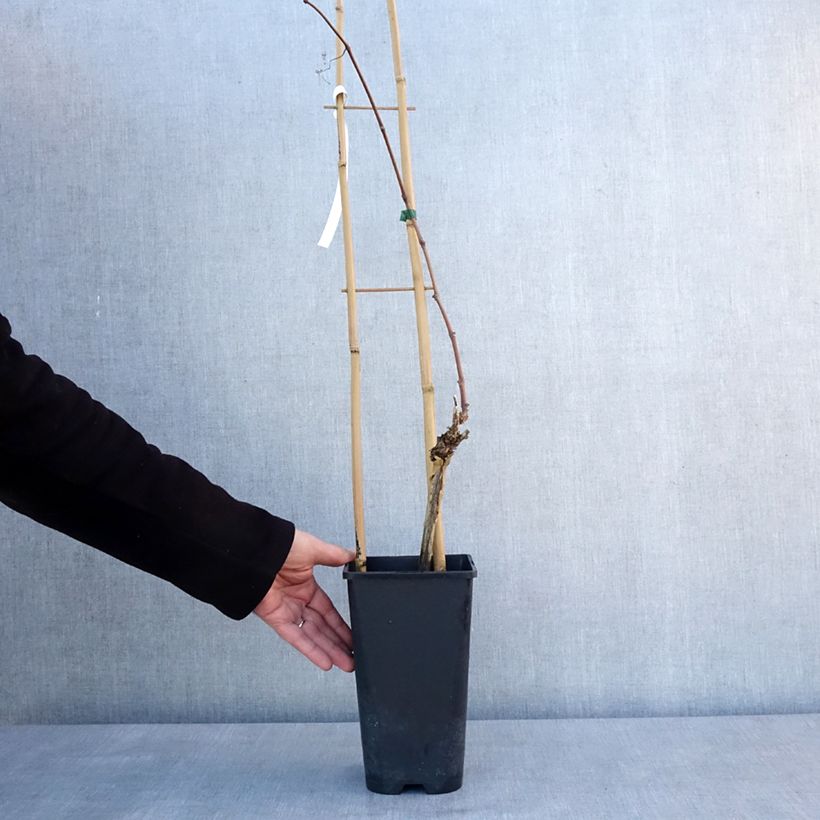 Exemplaar van Druif Italia Pot van 1,5 l/2 l zoals geleverd in de winter