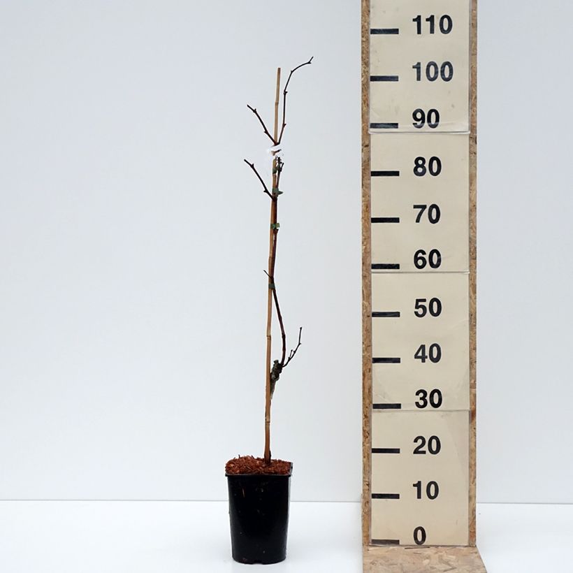 Exemplaar van Vigne Marechal Foch - Vitis x vinifera Pot van 2 l/3 l zoals geleverd in de winter