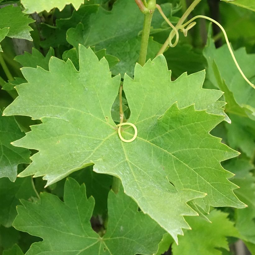 Vitis Matilde - Wijnstok (Blad)