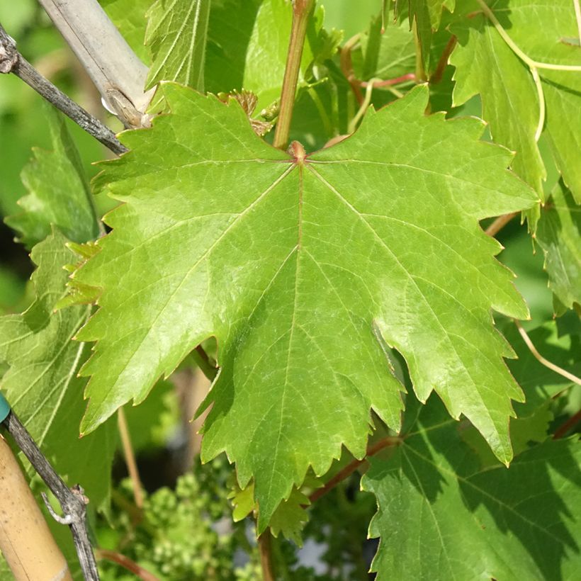 Druif Moscato Monregalese (Blad)