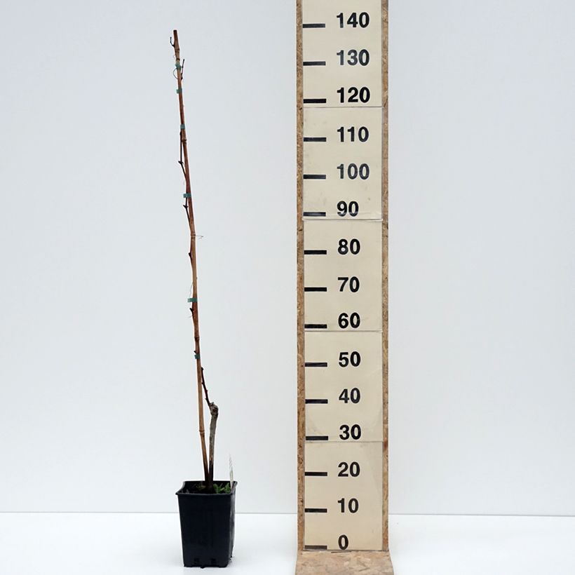 Exemplaar van Vigne Moscato Monregalese - Vitis vinifera Pot van 1,5 l/2 l zoals geleverd in de winter