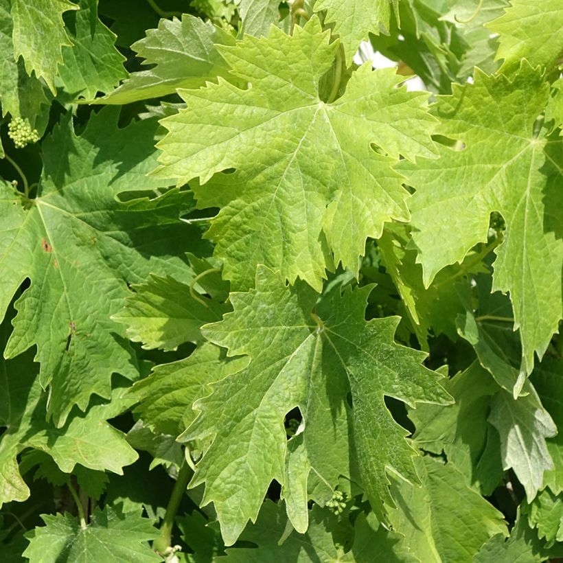 Druif Moscato di Terracina (Blad)