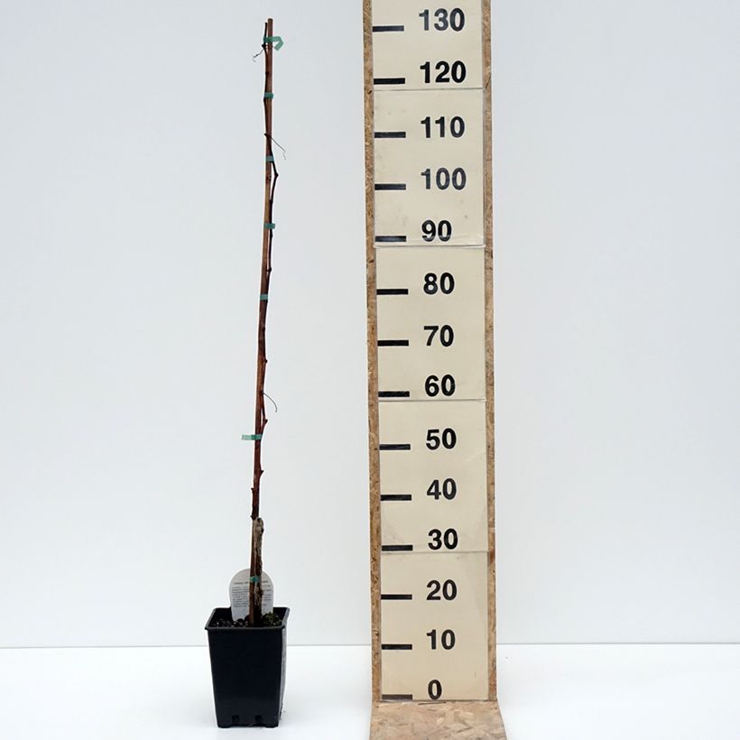 Exemplaar van Vigne Moscato Terracina - Vitis vinifera Pot van 1,5 l/2 l zoals geleverd in de winter