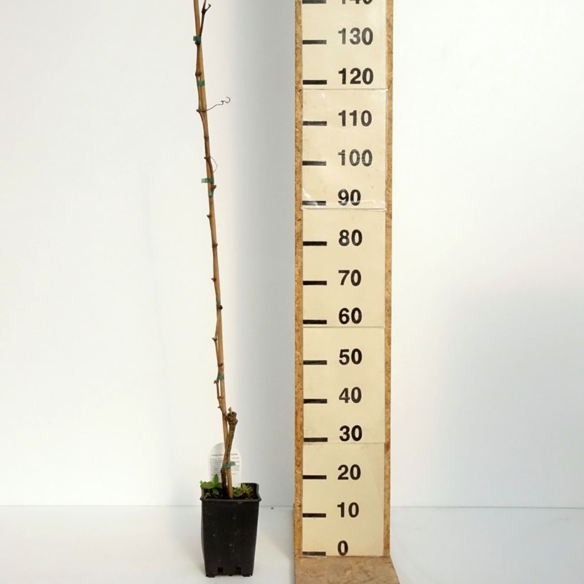 Exemplaar van Druif Moscato di Terracina Pot van 1,5 l/2 l zoals geleverd in de lente