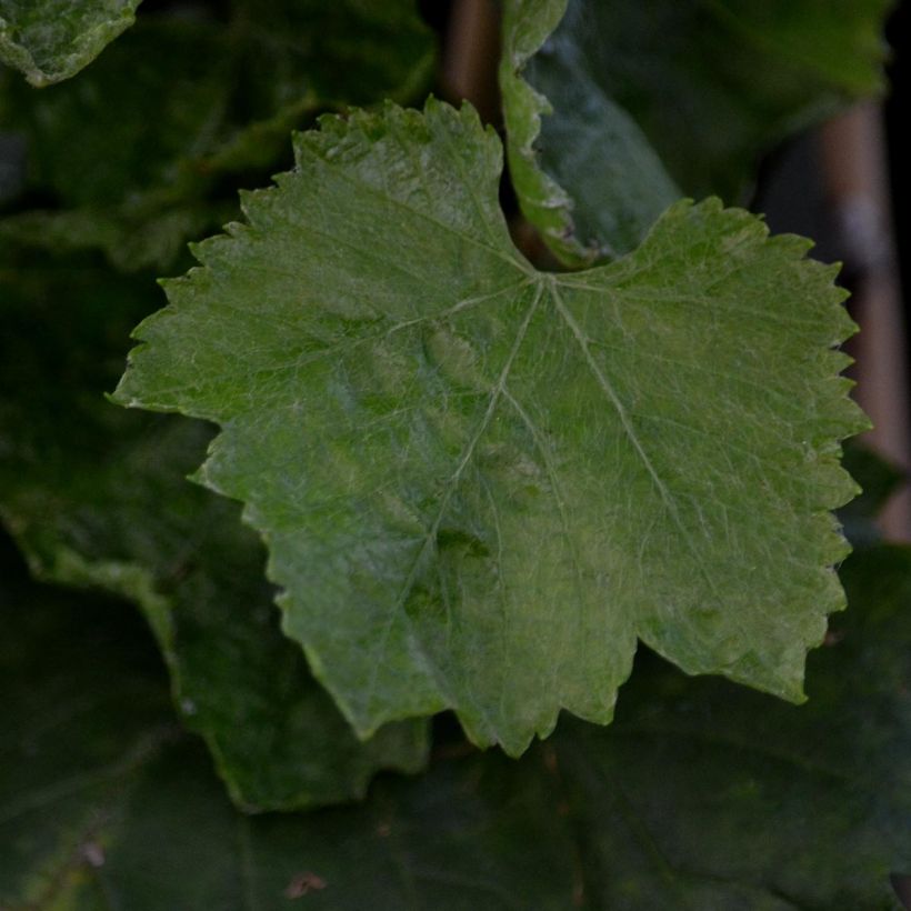 Vitis Champion - Wijnstok (Foliage)