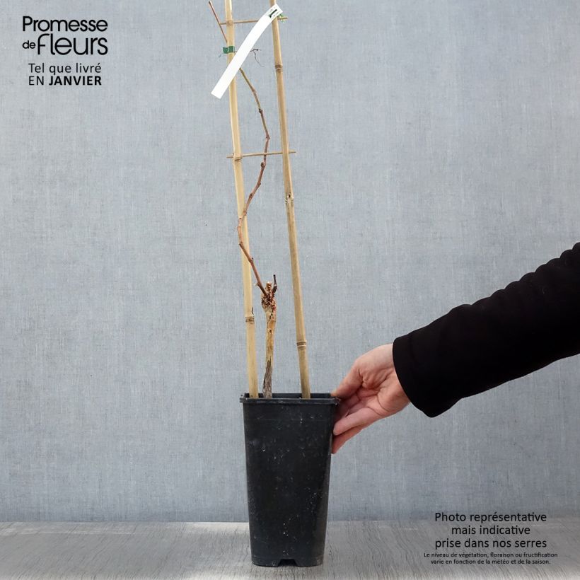 Exemplaar van Muskaatdruif van Hamburg Pot van 1,5 l/2 l zoals geleverd in de winter