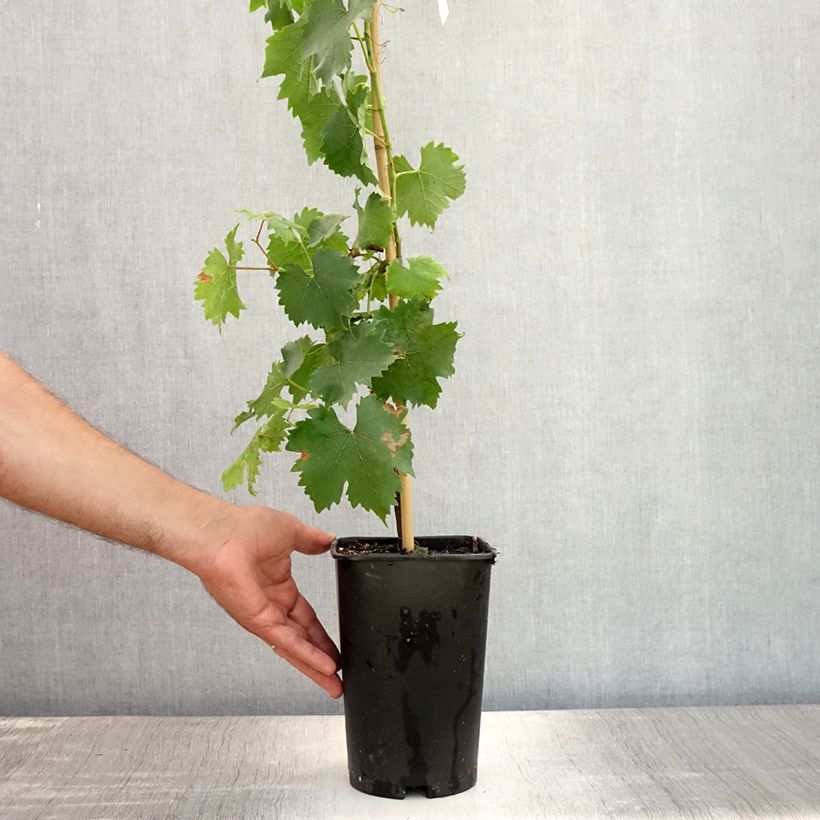 Exemplaar van Witte kleinkorrelige muskaat Pot van 2 l/3 l zoals geleverd in de zomer