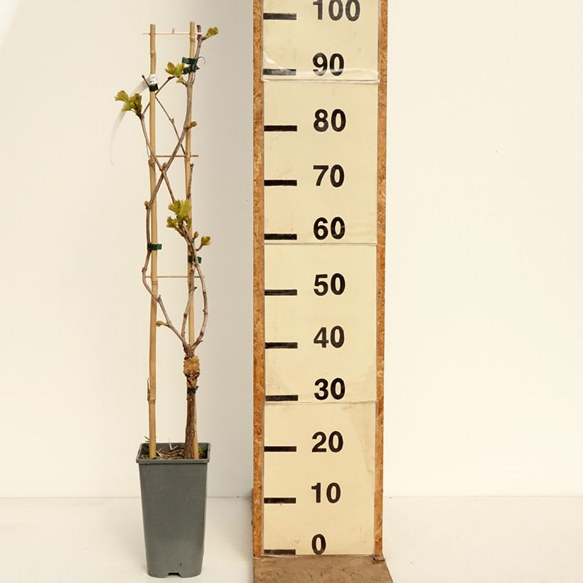 Exemplaar van Druif Muscat Rouge De Madère Pot van 2 l/3 l zoals geleverd in de lente