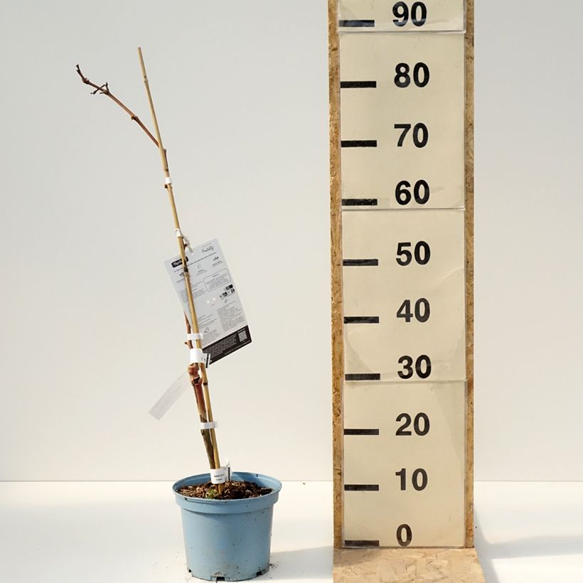 Exemplaar van Druif Nathy-Sauvignac Vign'Happy Fruitality Pot van 3 l/4 l zoals geleverd in de lente