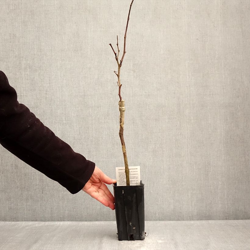 Exemplaar van Vigne Nebbiolo - Vitis vinifera Pot van 1,5 l/2 l zoals geleverd in de winter