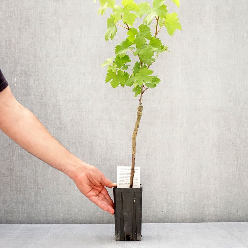 Exemplaar van Wijndruif NebBIOlo Pot van 1,5 l/2 l zoals geleverd in de lente