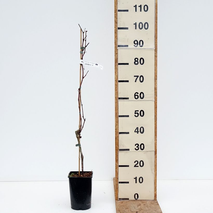 Exemplaar van Vigne New York Muscat - Vitis vinifera  Pot van 2 l/3 l zoals geleverd in de winter