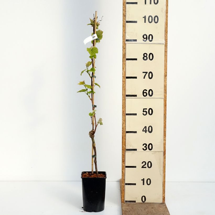 Exemplaar van Druif New York Muscat Pot van 2 l/3 l zoals geleverd in de lente