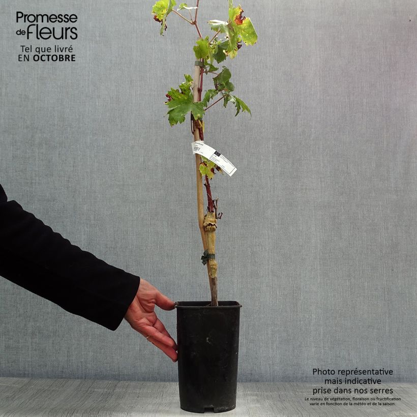 Exemplaar van Druif Perlette Pot van 2 l/3 l zoals geleverd in de herfst