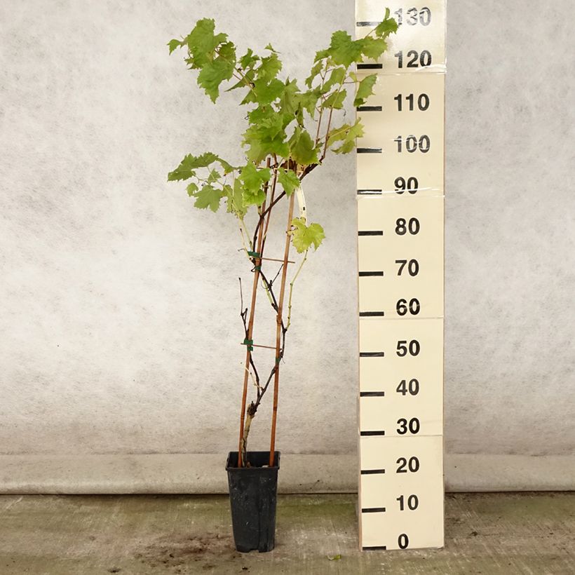 Exemplaar van Druif Petit Verdot Pot van 2 l/3 l zoals geleverd in de zomer
