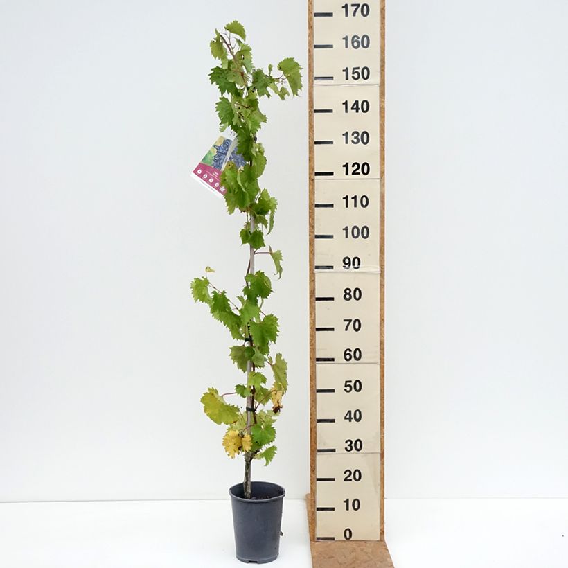 Exemplaar van Druif Philipp Pot van 4 l/5 l zoals geleverd in de herfst
