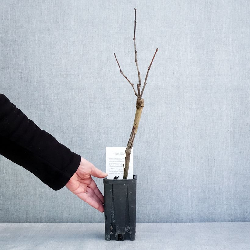 Exemplaar van Druif Pinot Noir Pot van 1 l/1,5 l zoals geleverd in de winter