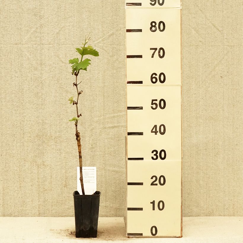 Exemplaar van Druif Pinot Noir Pot van 1 l/1,5 l zoals geleverd in de lente