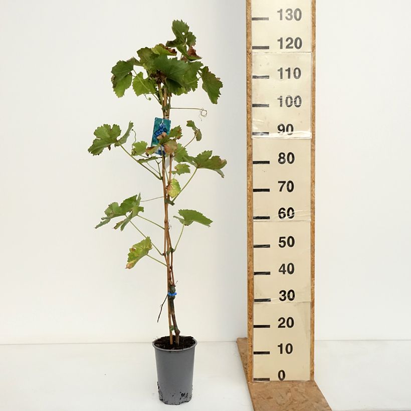 Exemplaar van Druif Regent Pot van 2 l/3 l zoals geleverd in de herfst